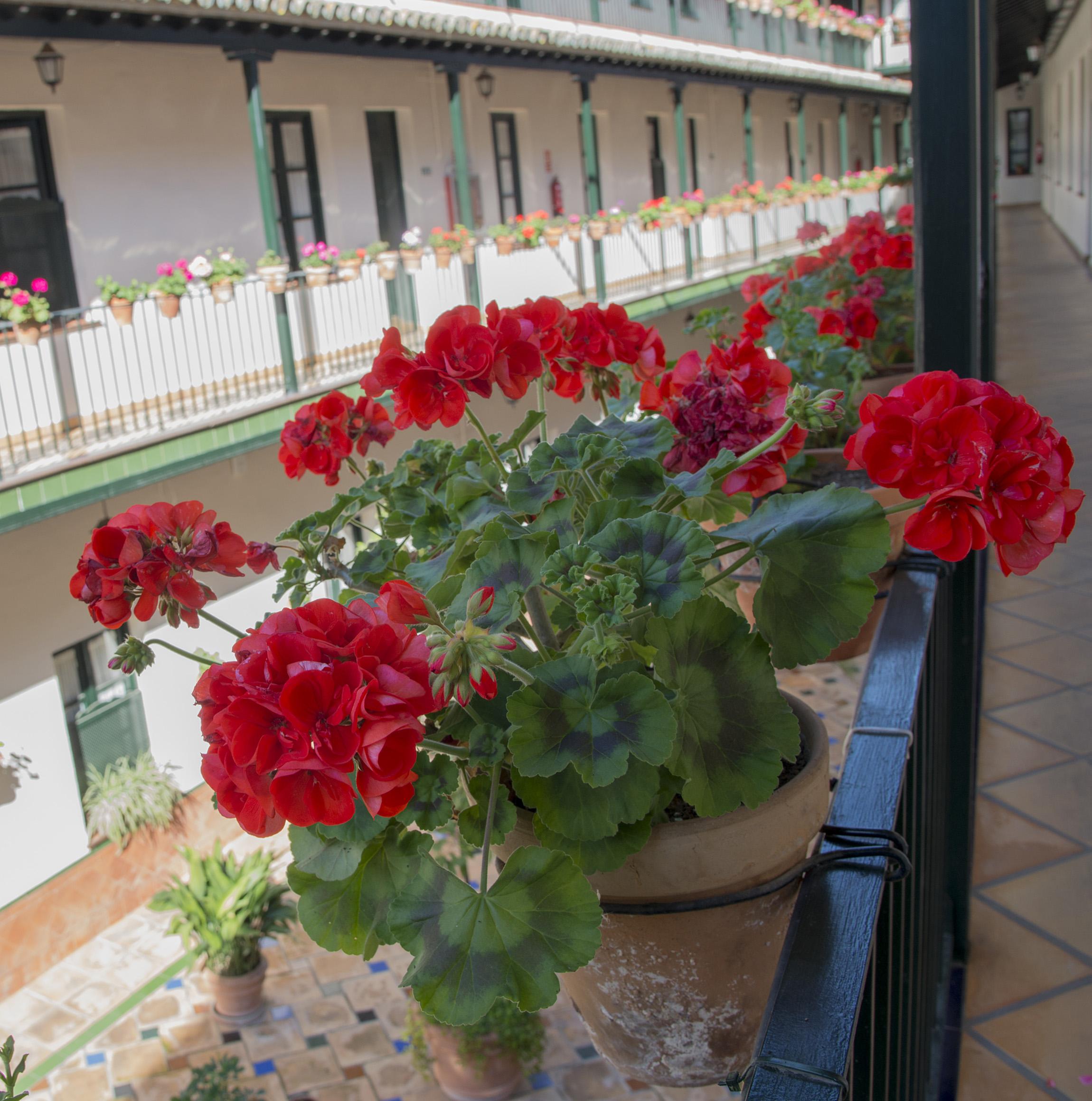 Corral De Los Chicharos Apartment Sevilla Bagian luar foto